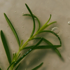 Rozmarynowy tonik do skóry głowy (Rosemary Root Enhancer) Aromatica