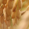 Ryżowe serum 30 ml (Rice Serum) I'm from